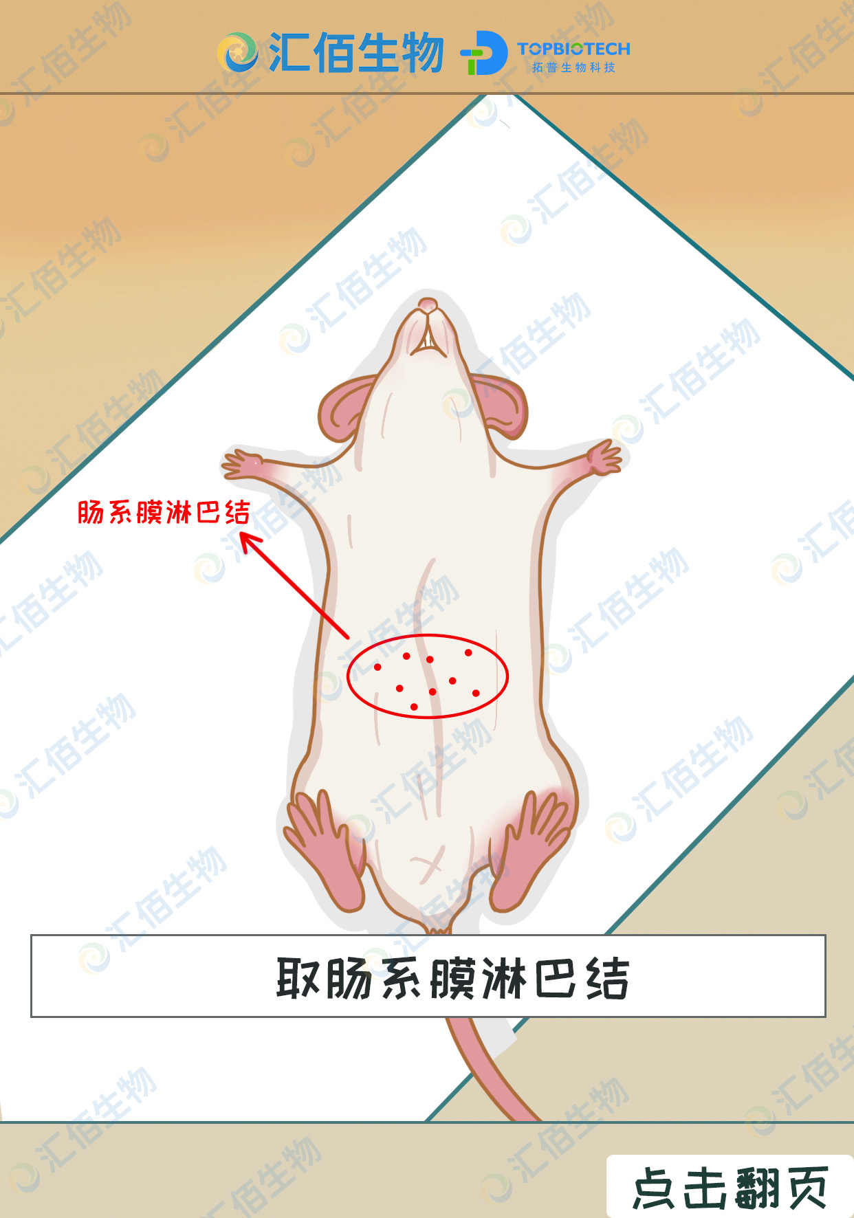 00取肠系膜淋巴结.jpg