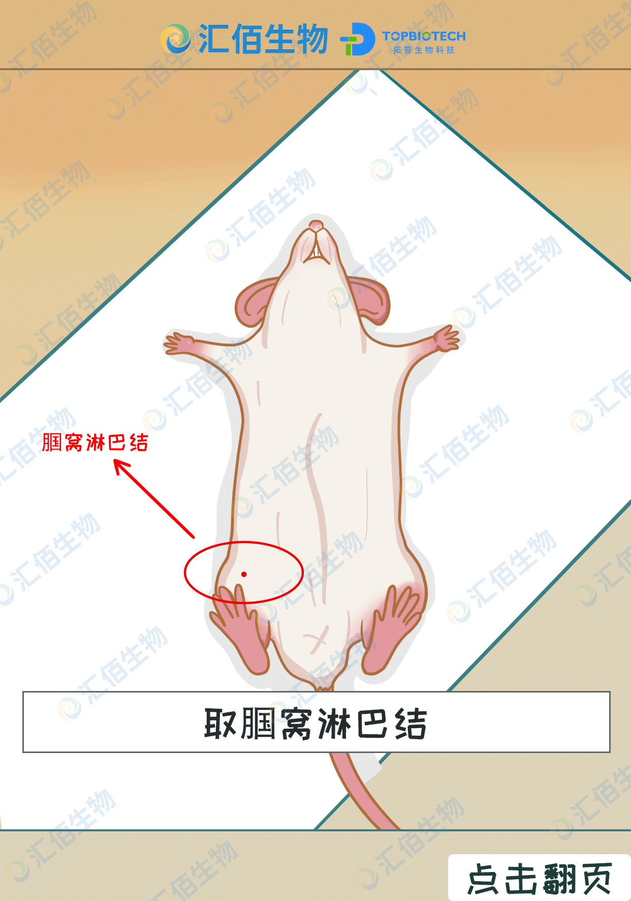 01取腹股沟淋巴结.jpg