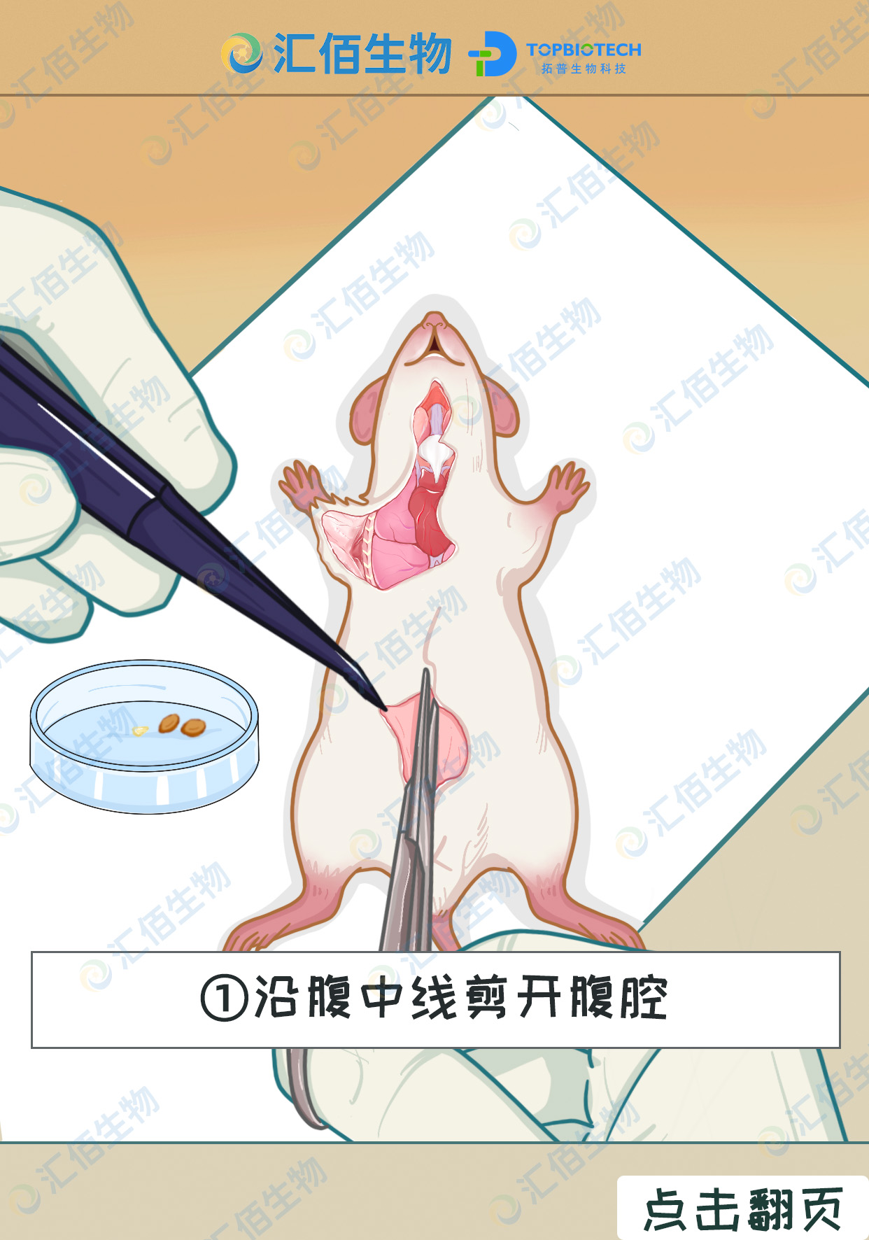 01步骤一,沿腹中线剪开腹腔.jpg
