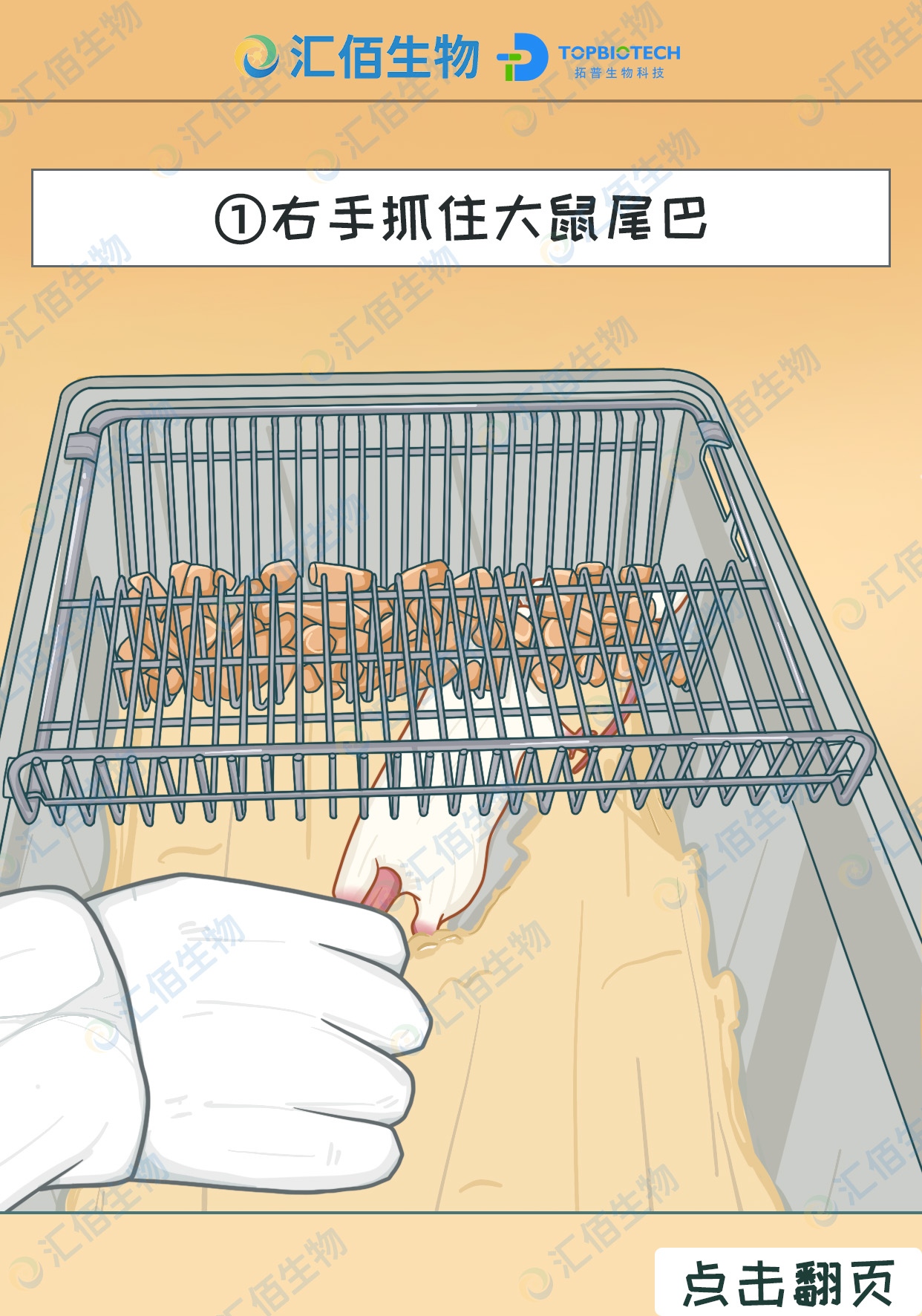01步骤一;右手抓住大鼠尾巴.jpg