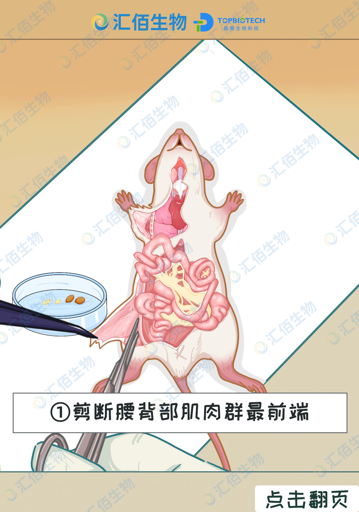 02步骤一,剪断腰背部肌肉群最前端.jpg
