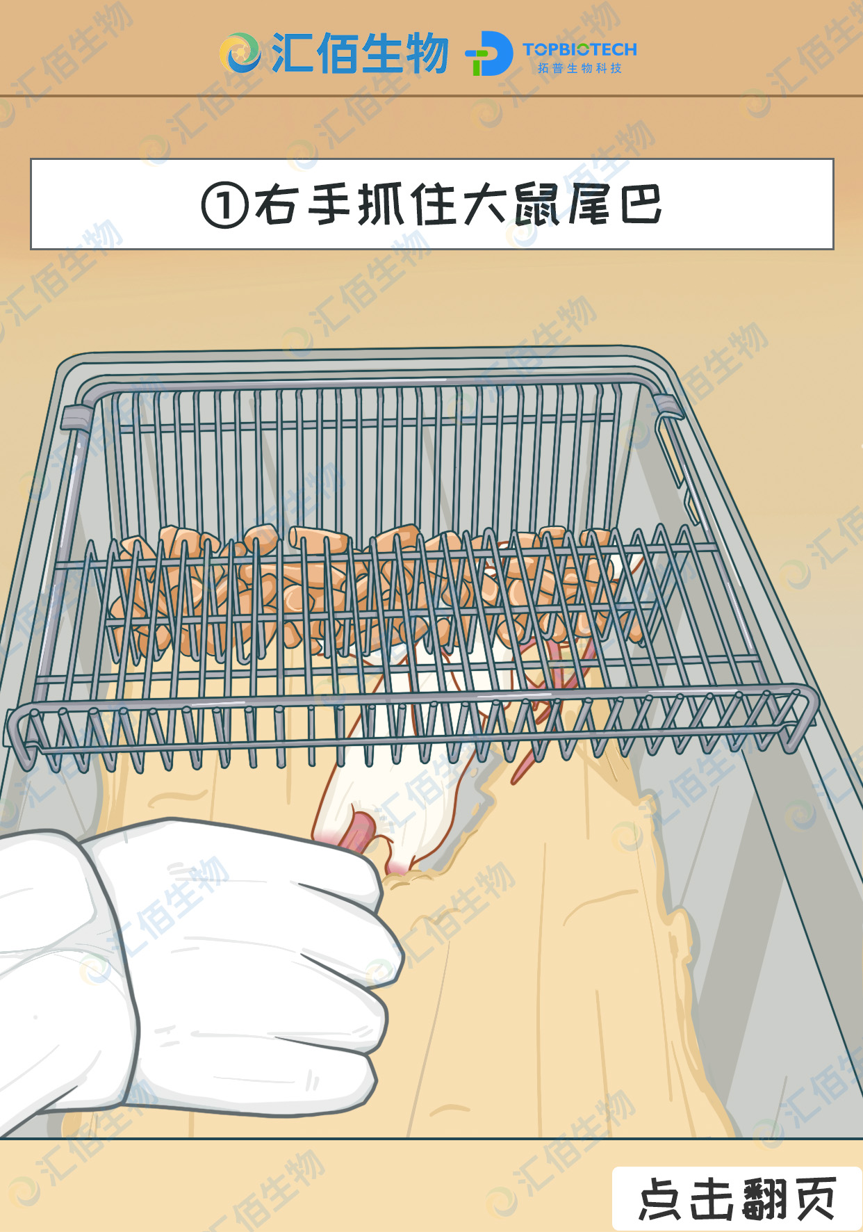 02步骤一,右手抓住大鼠尾巴.jpg
