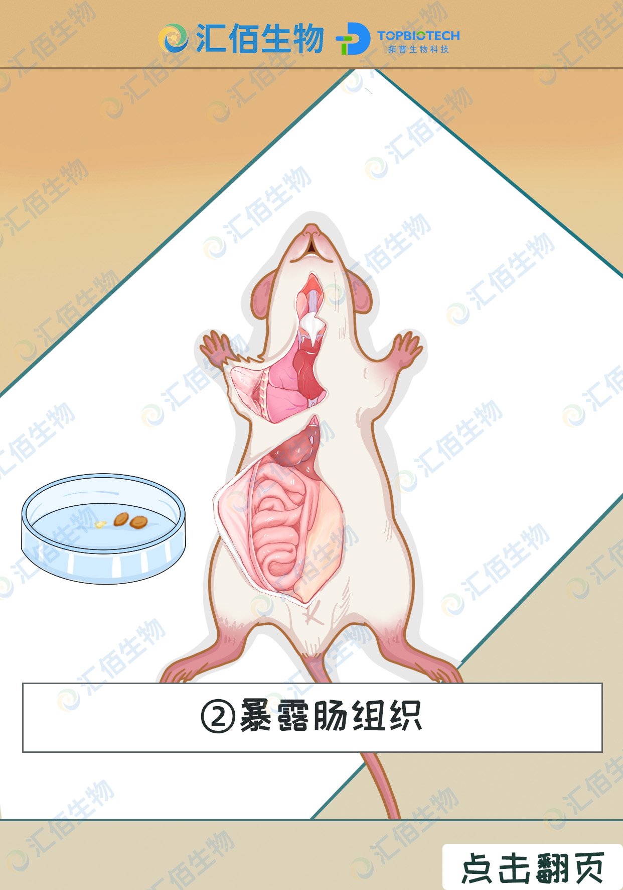 02步骤二,暴露肠组织.jpg