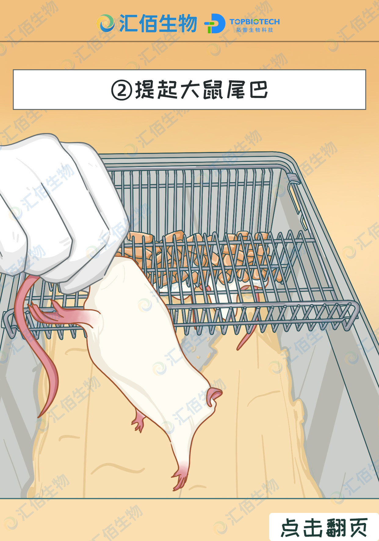 02步骤二;右手提起大鼠尾巴.jpg