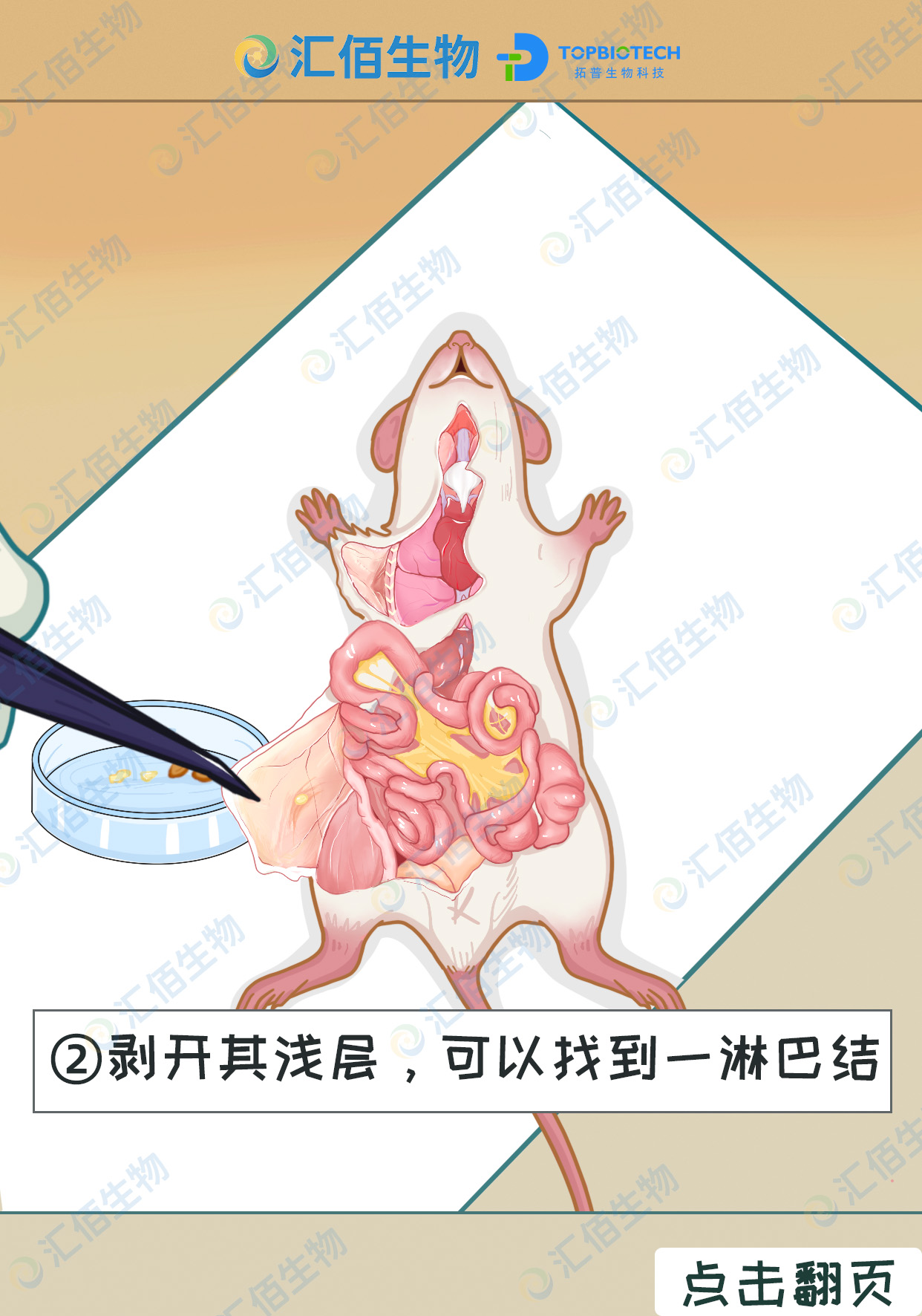 03步骤二,剥开其浅层，可以找到一淋巴结.jpg