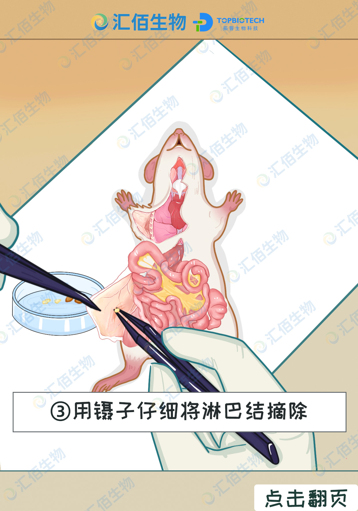 04步骤三,用镊子仔细将淋巴结摘除.jpg