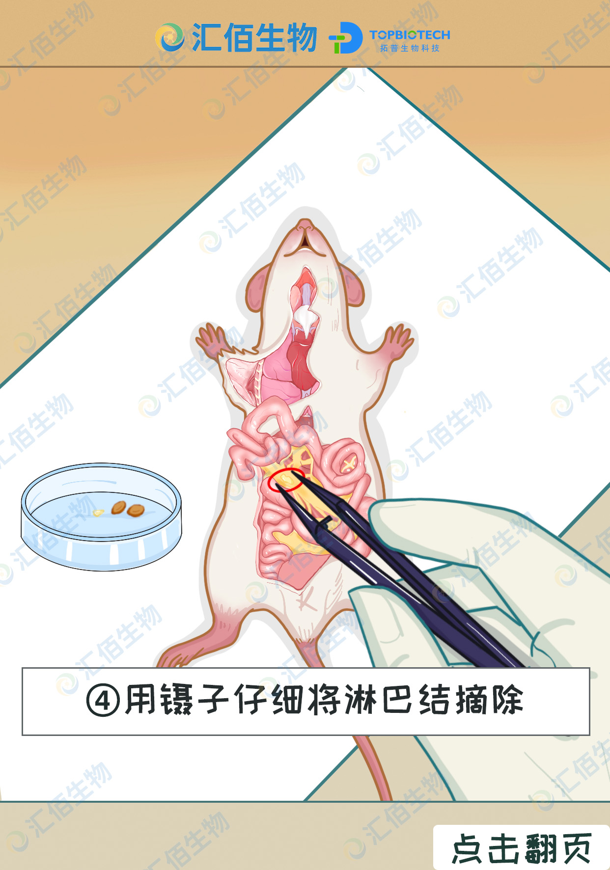 04步骤四,用镊子仔细将淋巴结摘除.jpg