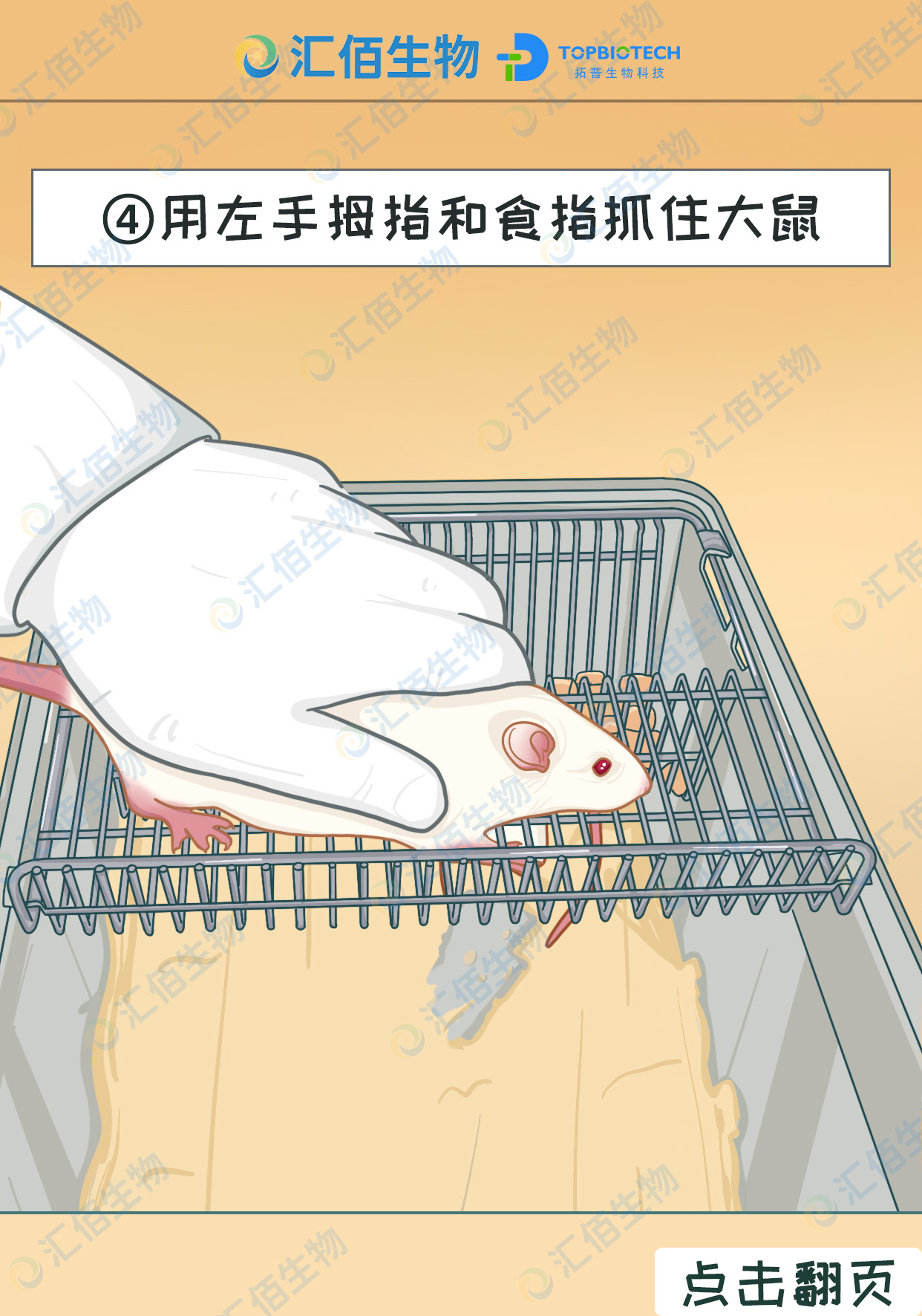 04步骤四用左手拇指和食指抓住大鼠.jpg