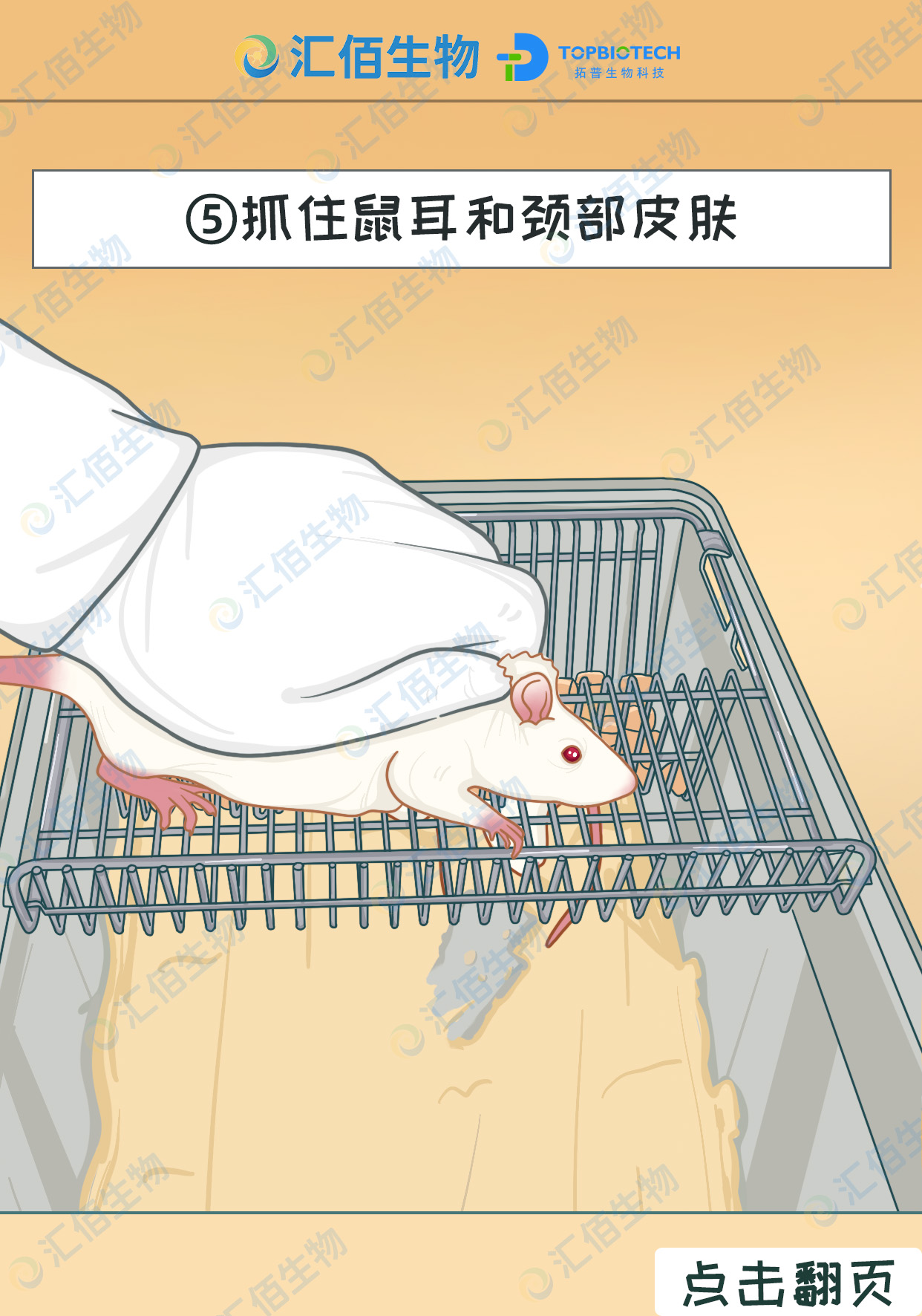 05步骤五;用左手拇指和食指抓住鼠耳和颈部皮肤.jpg