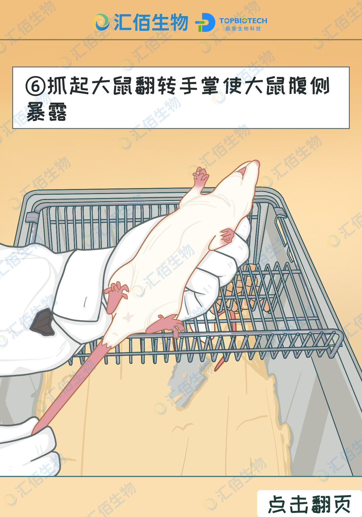 06步骤六;抓起大鼠翻转手掌使小鼠腹侧暴露.jpg