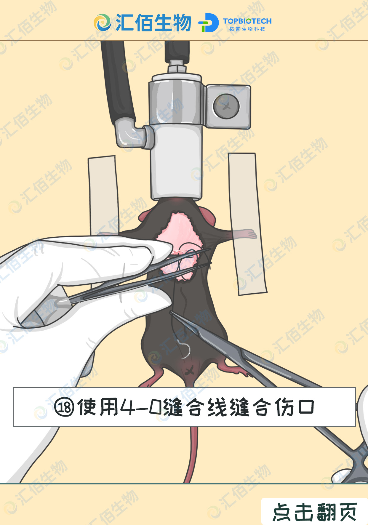 18步骤十八;使用4-0缝合线缝合伤口.jpg