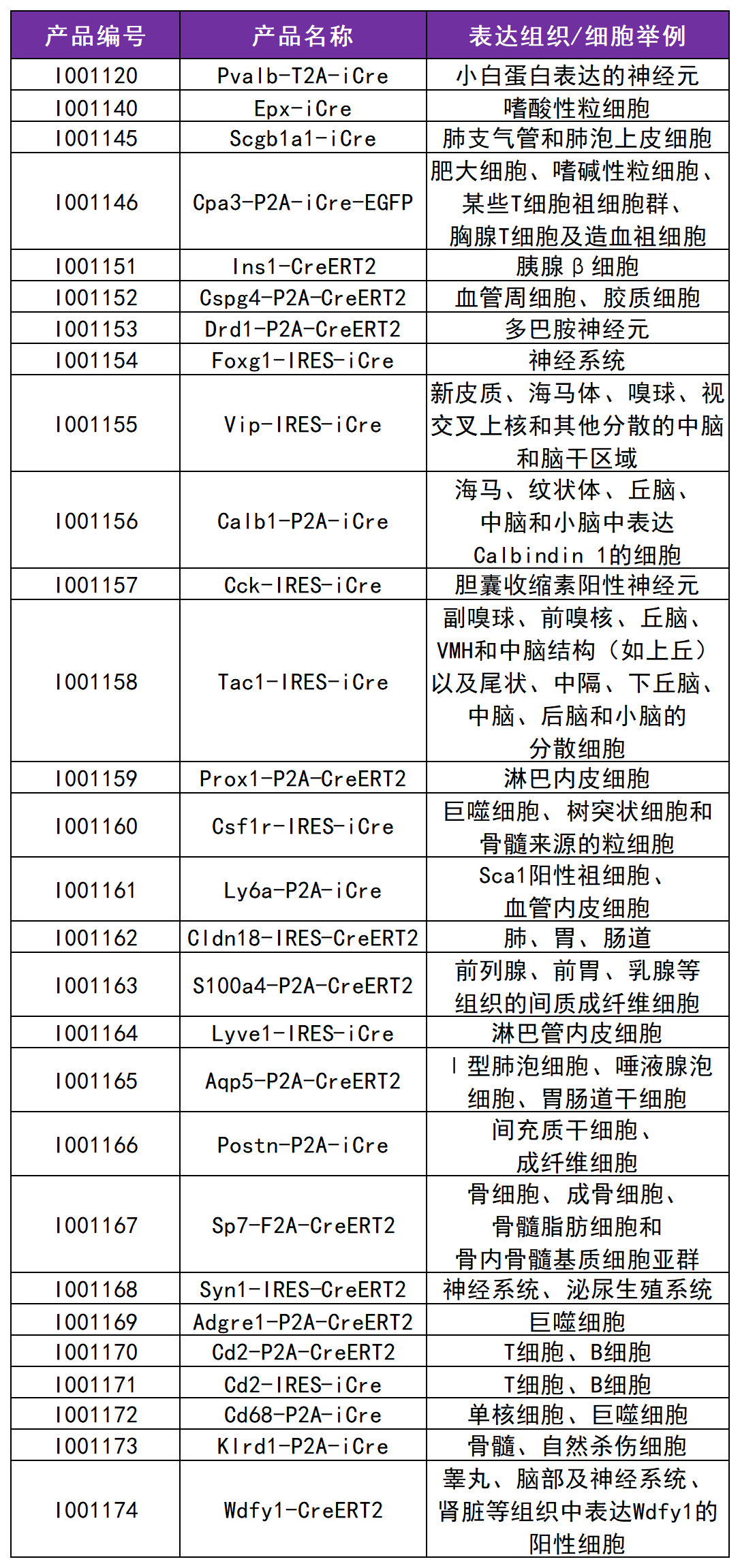 Stra8-P2A-ZsGreen1-T2A-Cre小鼠 Stra8-P2A-ZsGreen1-T2A-Cre小鼠