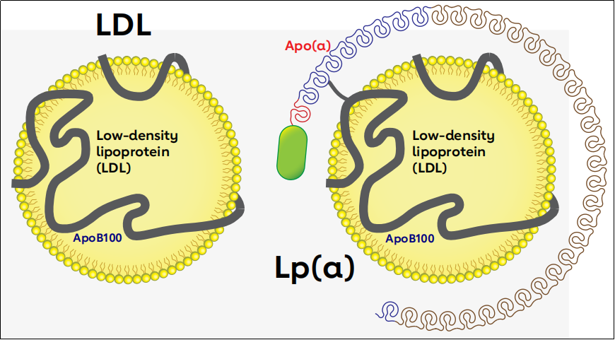 LPA人源化小鼠模型上新
