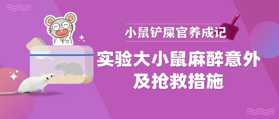 小心！实验大小鼠的麻醉危机与应急救援手册