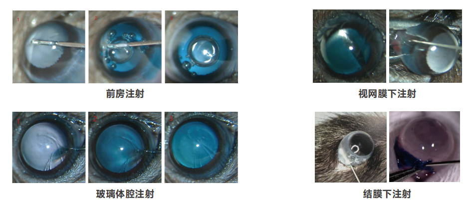 眼科疾病模型及其应用研究
