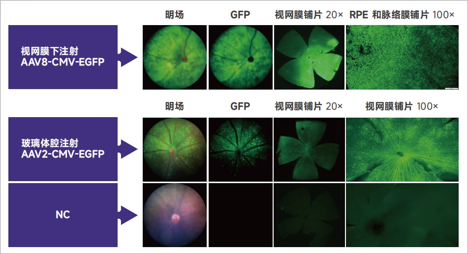 眼科疾病模型及其应用研究