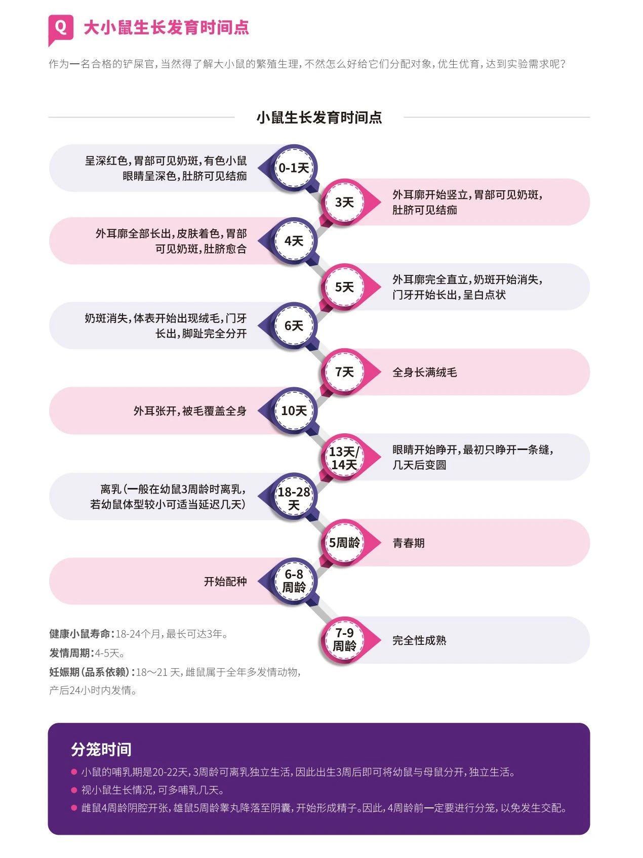 小鼠繁育