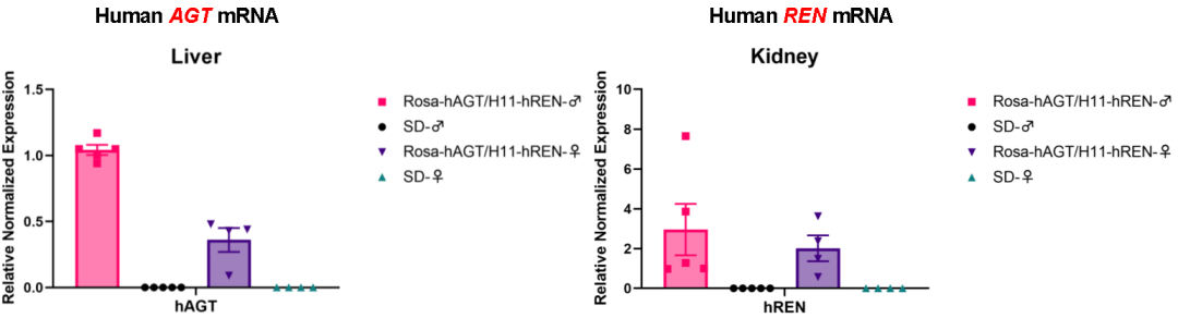 SD-Rosa-hAGT大鼠
