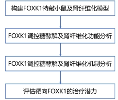 慢性肾脏病