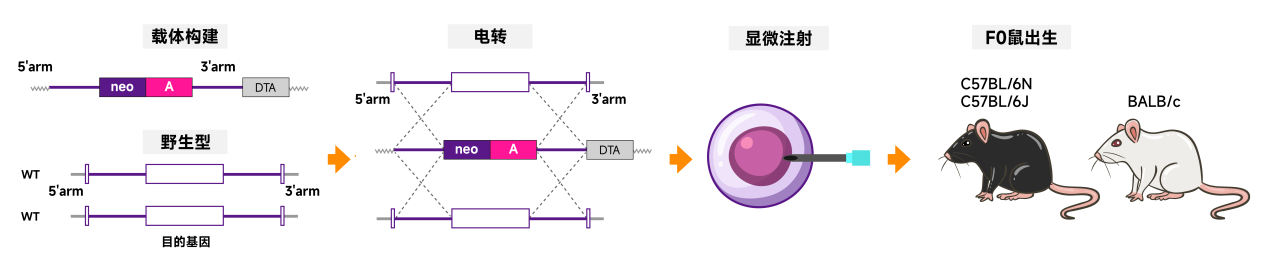 从ES细胞打靶到100%嵌合Founder小鼠