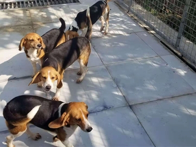 实验动物比格犬