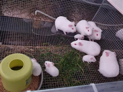 实验豚鼠