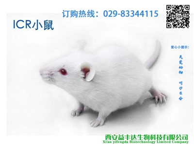 实验小鼠