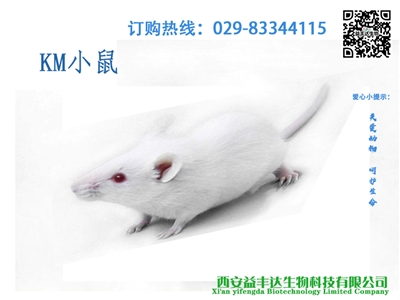 实验SD大鼠