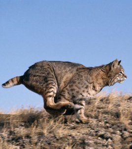实验用猫