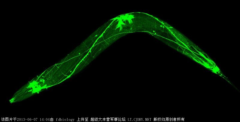 秀丽隐杆线虫Cas9基因编辑