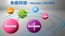 免疫印迹(Western Blot)检测实验动物大小鼠猪犬猴猫鸡鸭鹅羊兔人等
