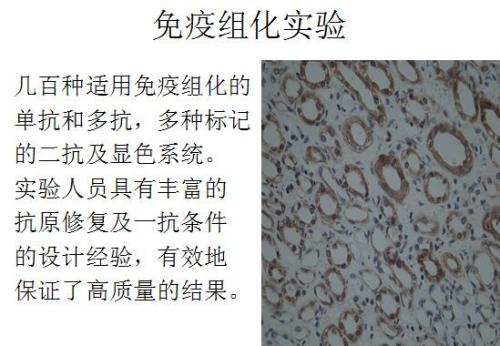 免疫组化检测实验动物大小鼠猪犬猴猫鸡鸭鹅羊兔人等
