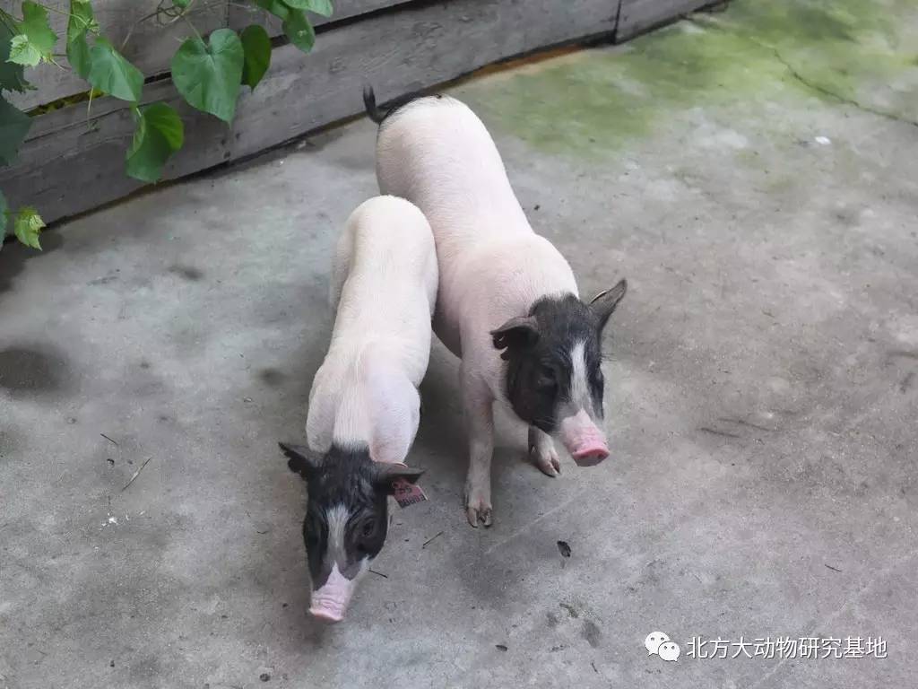 4000只高品质巴马猪供应