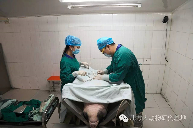 小型猪动物实验技术服务