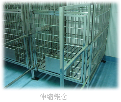 小型猪饲养