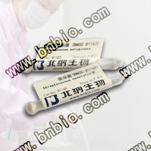 BNCC340161 宋氏志贺氏菌
