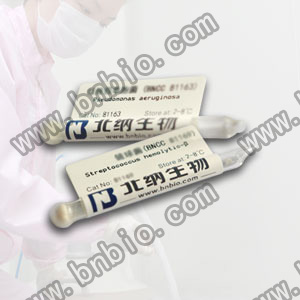 小鼠海马神经元细胞