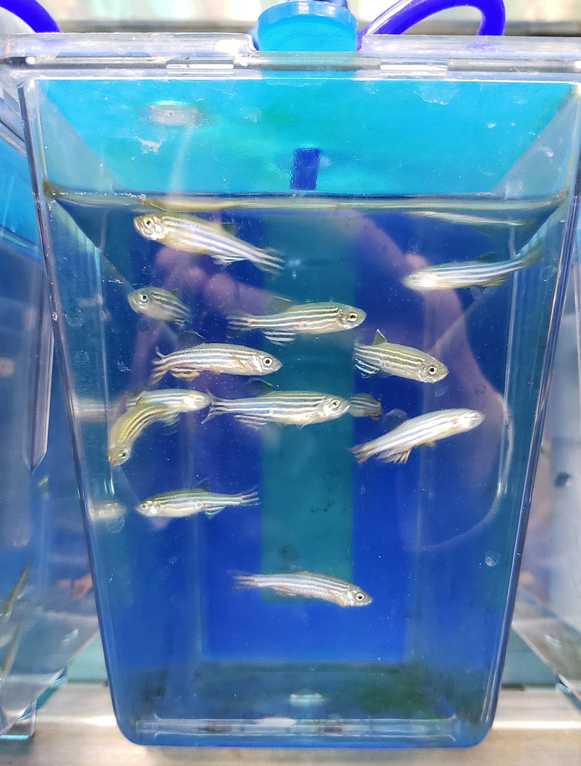 CRISPR活性验证（斑马鱼体内）