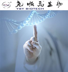 质粒构建