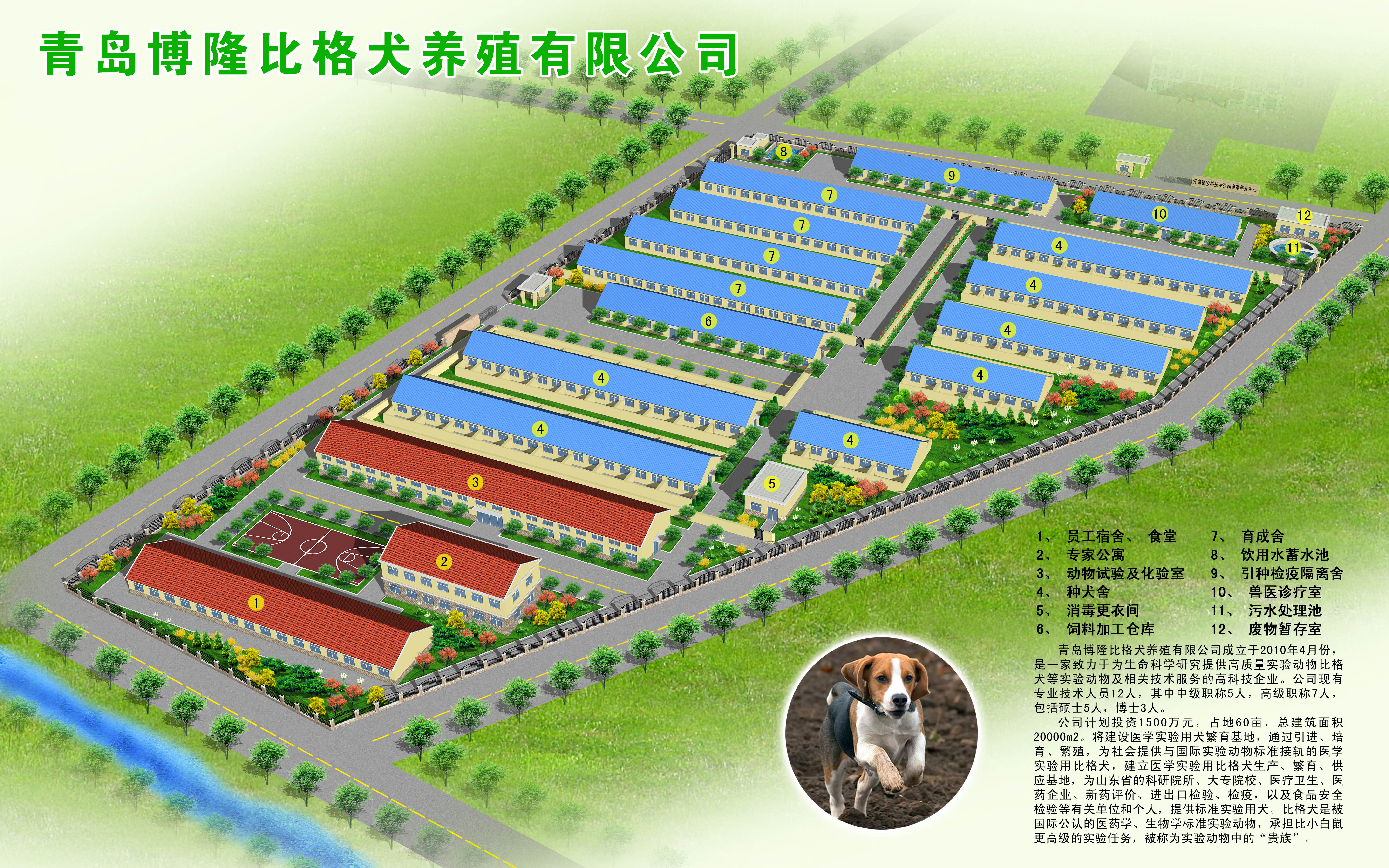 实验用beagle饲养