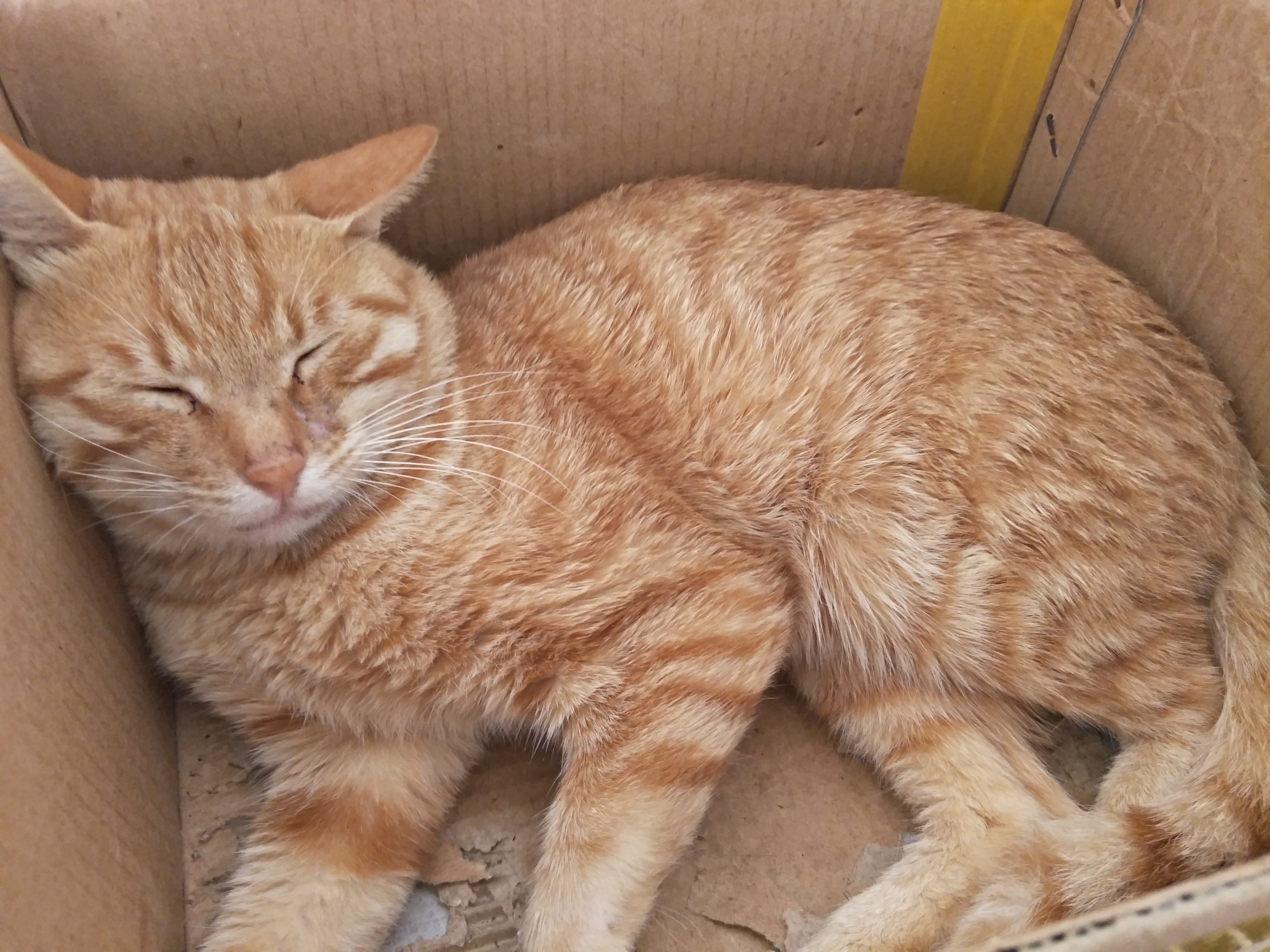 出售实验用猫-土猫-家猫-田园猫-狸花猫等活体猫