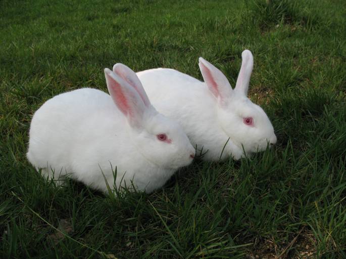 Slac:NZW rabbit