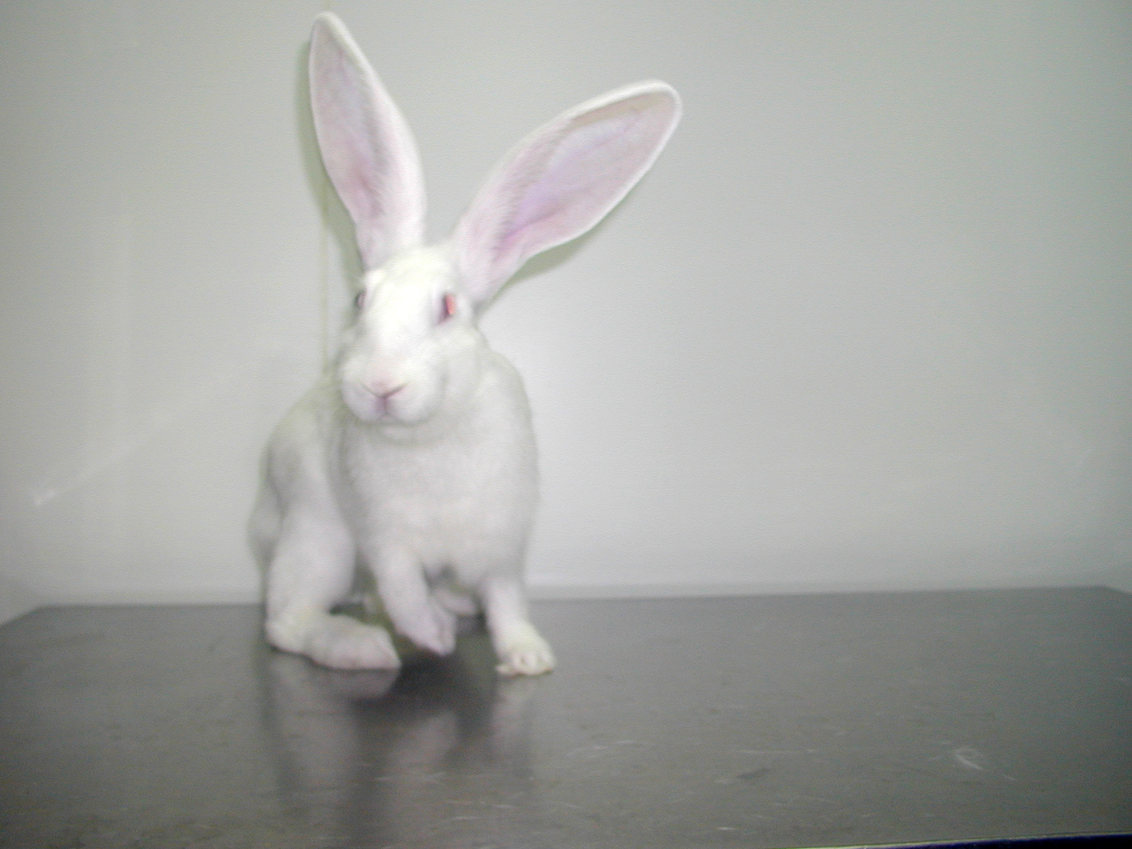Slac:JW rabbit
