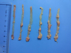 炎症性结直肠癌小鼠模型