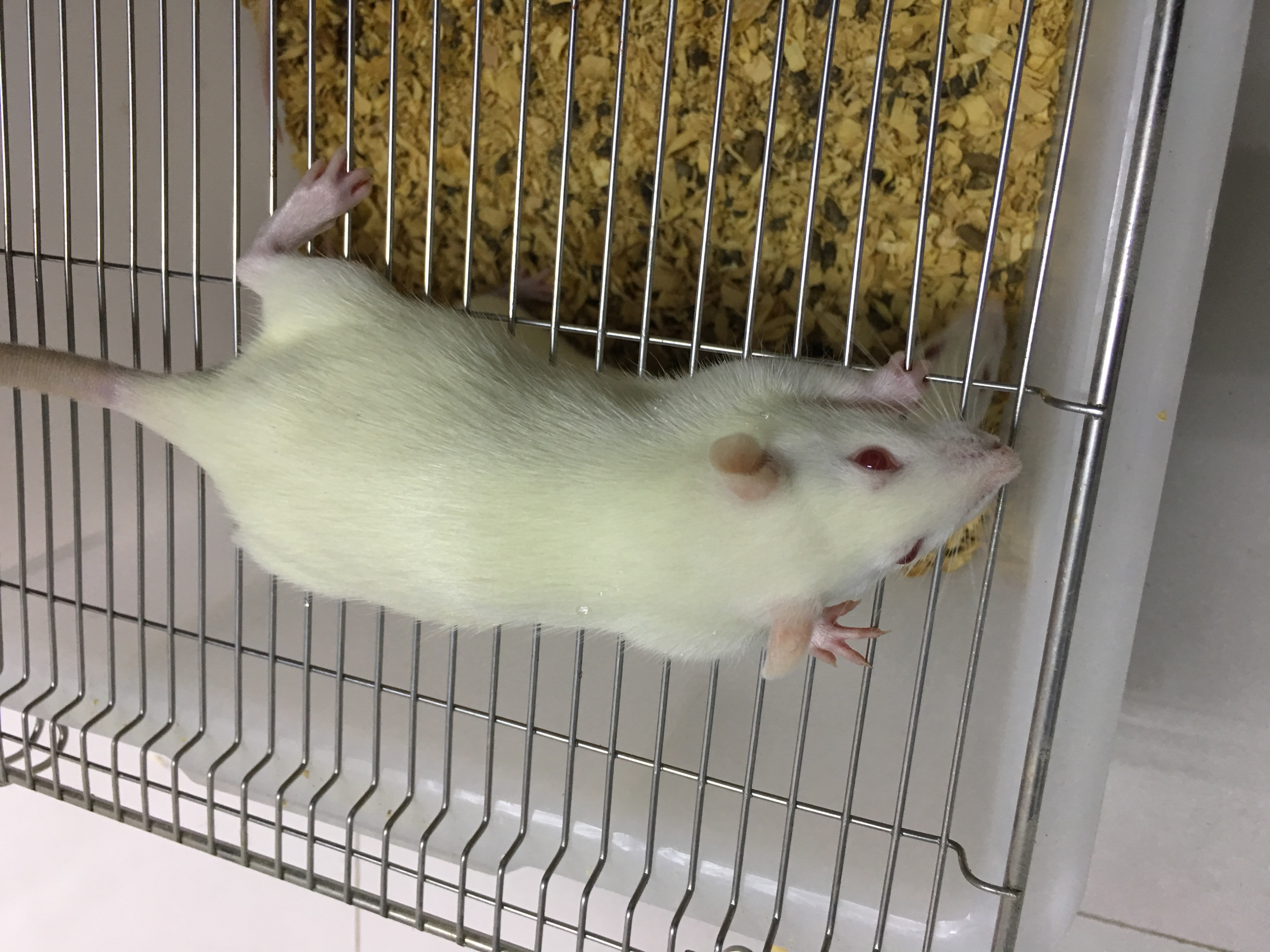 炎症性结直肠癌模型