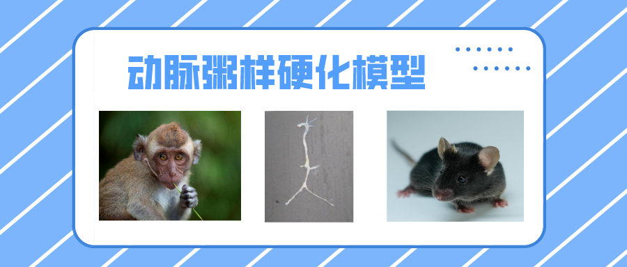 大小动物 动脉粥样硬化（atherosclerosis，AS）模型