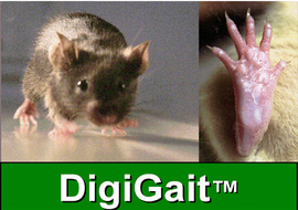 DigiGaitTM啮齿动物步态分析系统