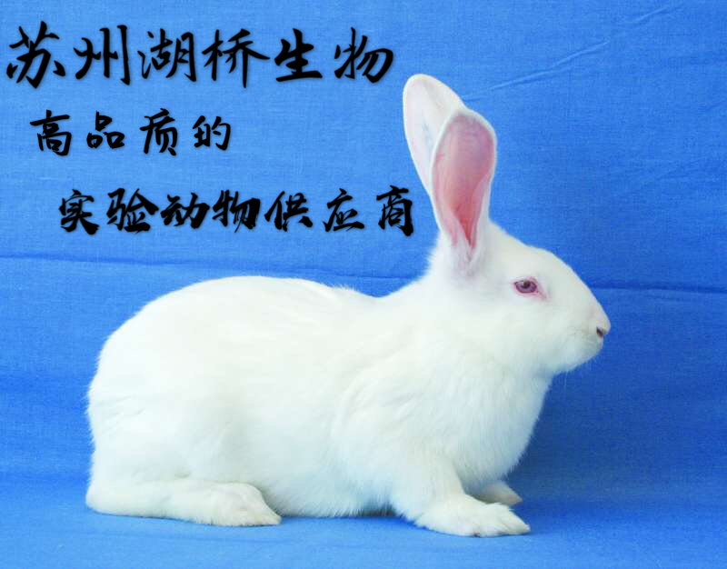 实验动物/新西兰兔/豚鼠