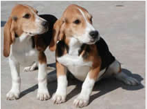 Beagle犬