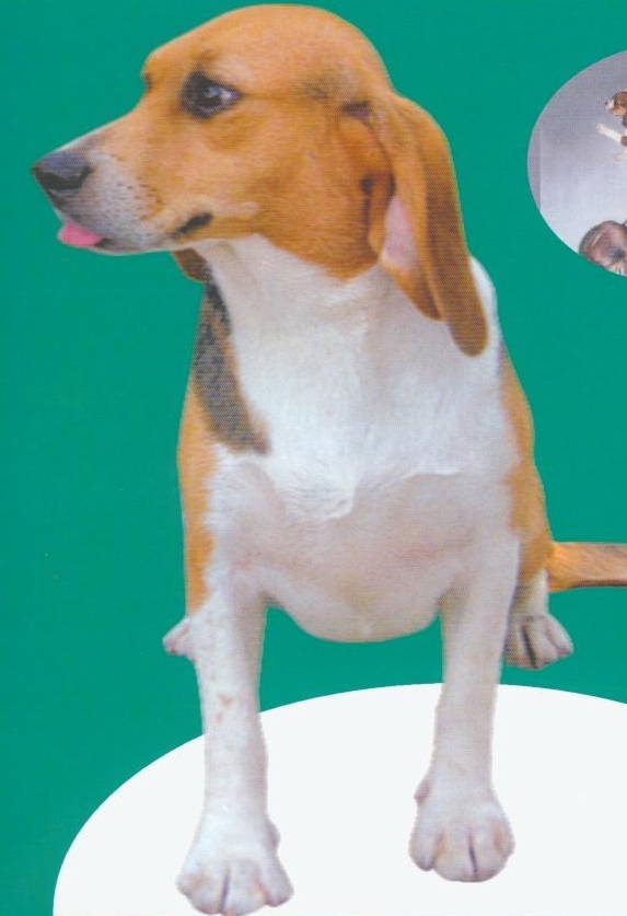 优质实验动物 比格犬